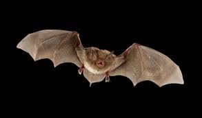 Bats can see in dark.