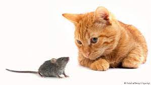мачка, миш, пас