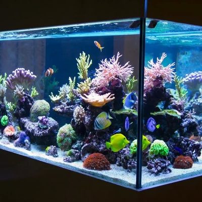 У једном акваријуму је 7 рибица.
