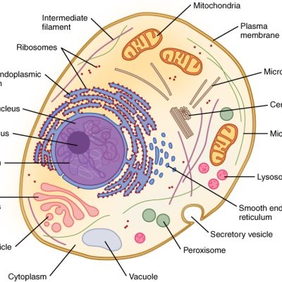  citoplazma  