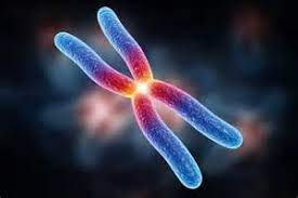 хромозом са две хроматиде  