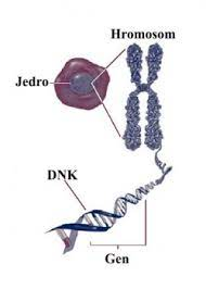 ген, ДНК, хромозом, једро, ћелија