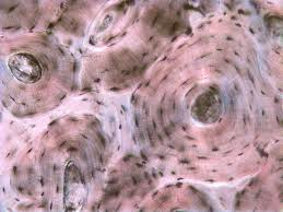 коштане ћелије; међућелијска маса