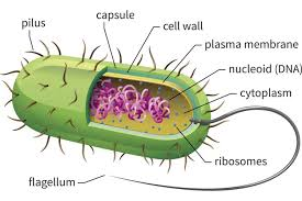 ...прокариотска ћелија јер ДНК плива у цитоплазми.