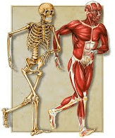 Скелет  
