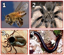  insekti, pauci, krpelji, stonoge