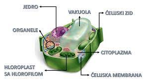 биљна ћелија  