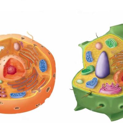  ћелијска мембрана, органеле, једро и цитоплазма﻿  