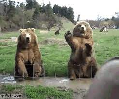 медведа