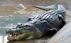 крокодила