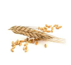 зрна пшенице
