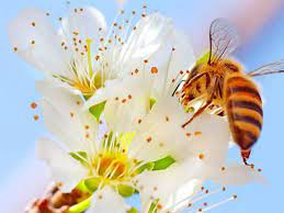 пчела и полена
