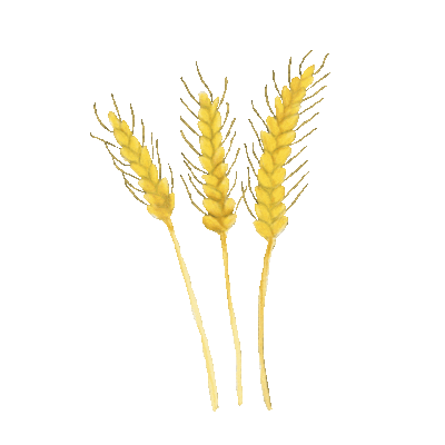 око зрна пшенице