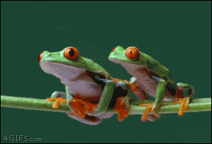две жабе
