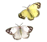 два лептира