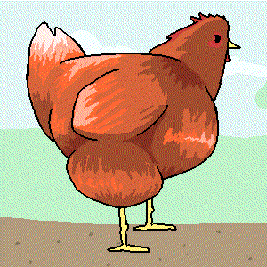 кокошка