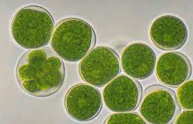 Jednoćelijske alge