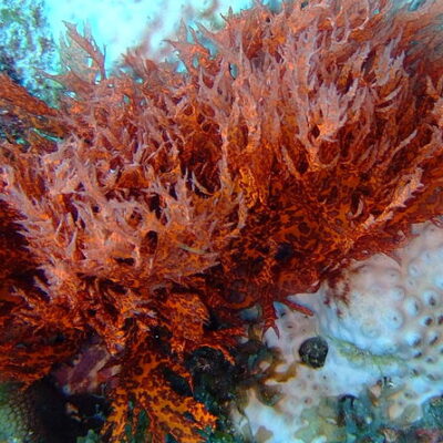 Crvena alga