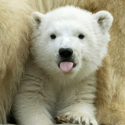 Бели медвед